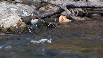 à la découverte des oiseaux de l’Orb